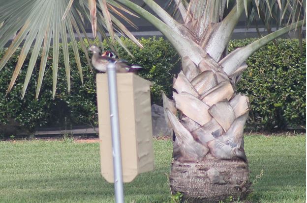 Nesting in Florida