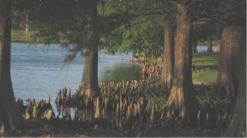 The Beauty of Cypress Trees