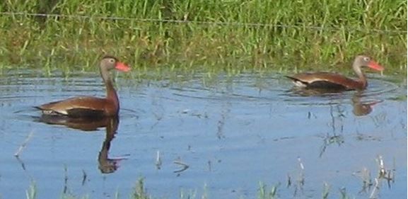 The Black-Bellied Whistling Duck