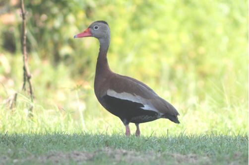 The Black Bellied Whistling Duck