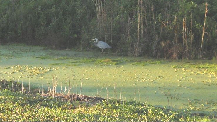 The Blue Heron and Green Water