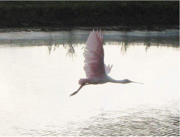 The Flying Spoonbill