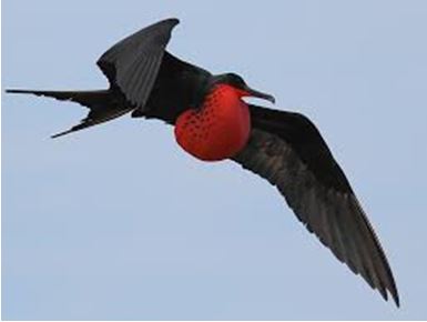 The Frigate Bird