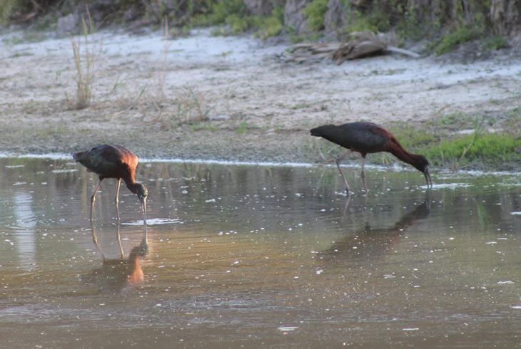 The Glossy Ibis