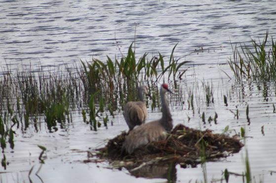 The Nest of Sand Hill Cranes