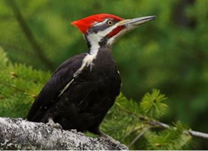 The Pilated Woodpecker