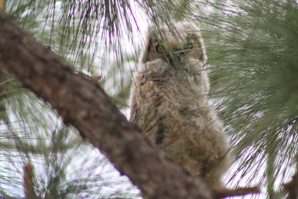 The Young Fuzzy Owl