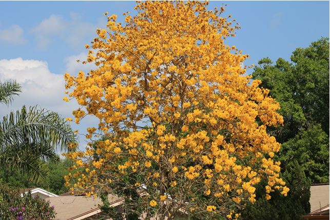 The yellow tree