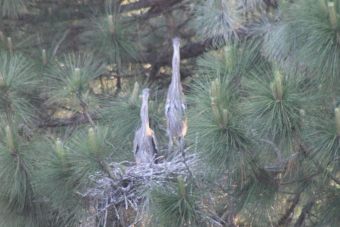 Young Blue Herons